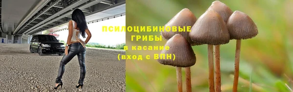 индика Алзамай